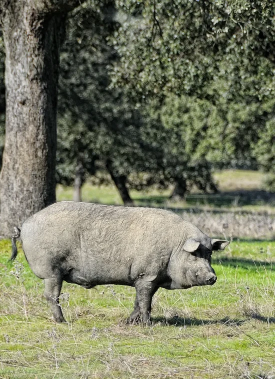 Alojamientos Corral Nuevo. Gastronomía Ibérica